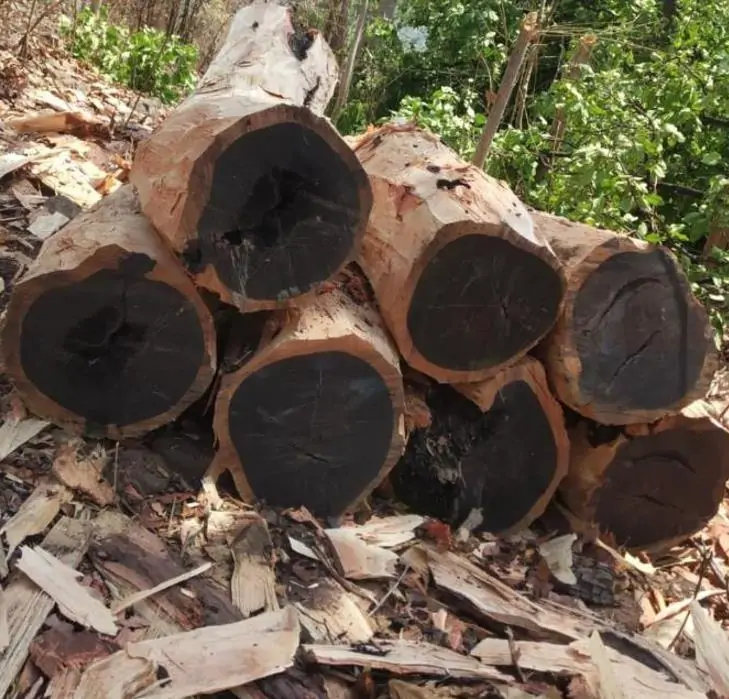 madera-quenas-ébano-especial